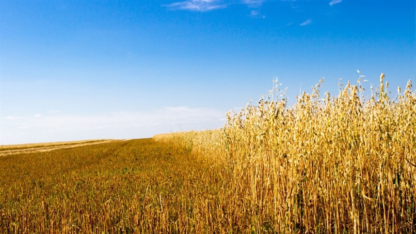 A aveia vem ganhando destaque global