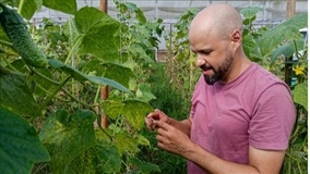 Controle biológico de pragas e doenças no pepino em SC