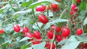 Feira Brasil na Mesa