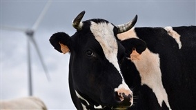 Verão requer mais cuidados no manejo das vacas leiteiras