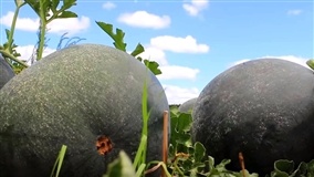 Mercado de melancia sem semente avança no Brasil