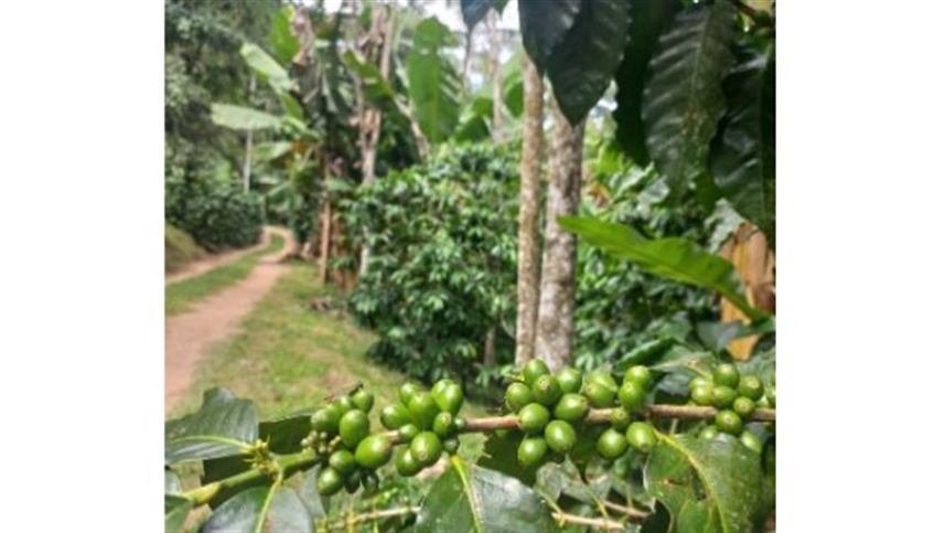 Epagri pesquisa café sustentável em Santa Catarina