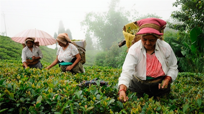 Uso de ozônio pode reduzir perdas em até 90% no agro