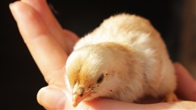Soluções naturais substituem antimicrobianos