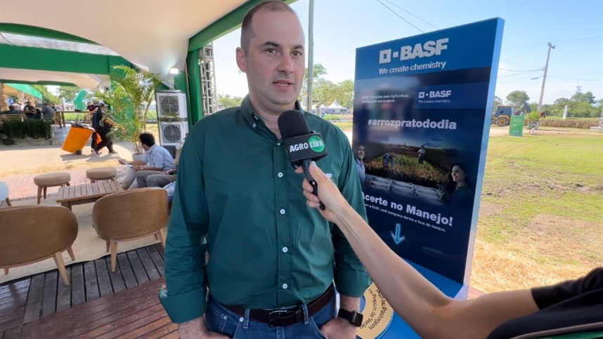 Da lavoura à mesa: a importância do arroz na segurança alimentar do Brasil
