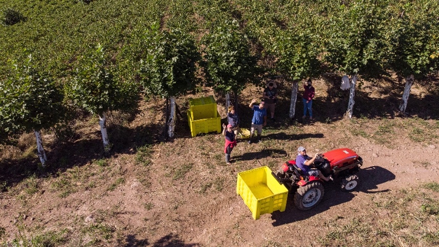 Vinícola projeta safra de 85 milhões de quilos 