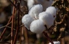 Vendedores se mantêm firmes e preços do algodão reagem