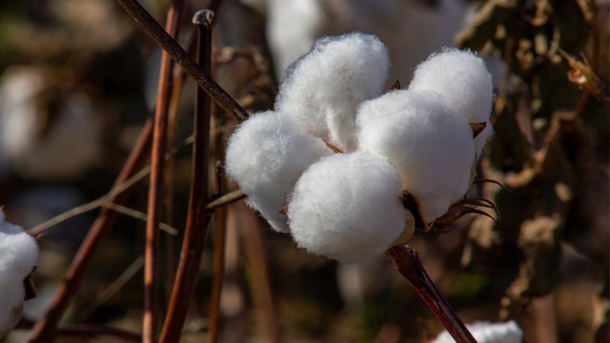 Climate affects the cotton harvest in the United States