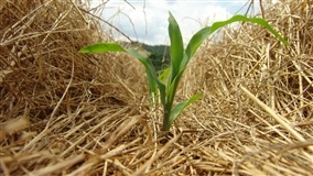 Manejo conservacionista em condições climáticas extremas