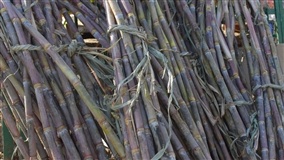 Características da cana-de-açúcar