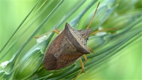 Percevejo-barriga-verde