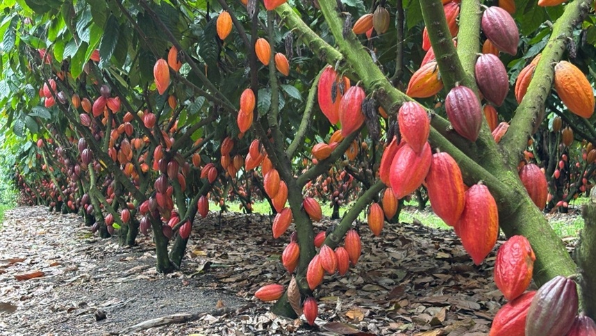 Parceria mira 5 mil hectares de cacau na Bahia