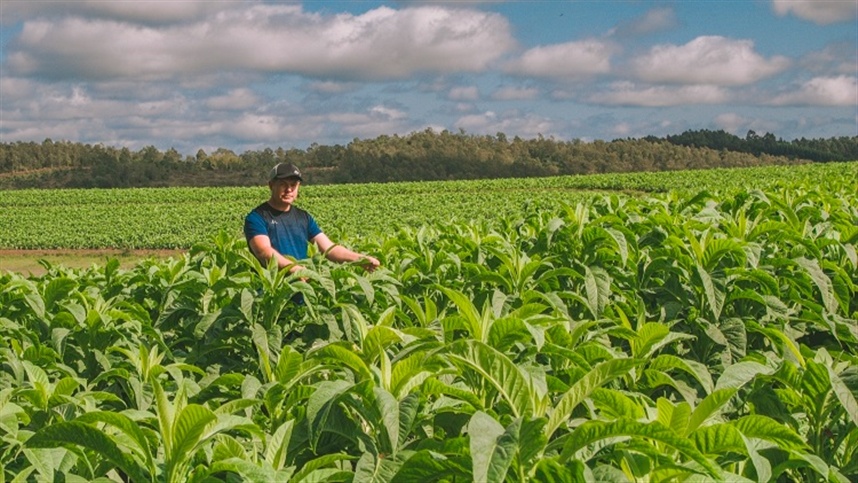 AGROLINK  O Portal do conteúdo Agropecuário. Confira: Noticias