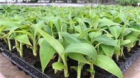 Hidroponia reduz tempo de produção de mudas de banana nas biofábricas