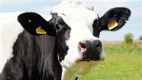 Pecuária leiteira 4.0: como será a vaca do futuro?