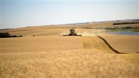 Colheita das sementes