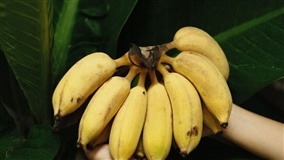 Banana