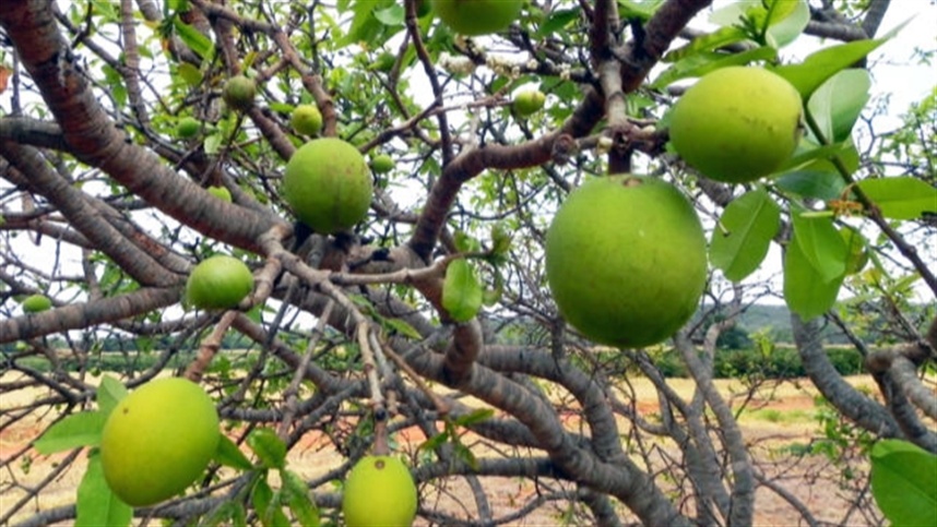 Chapada amplia renda com agroextrativismo e processamento
