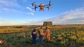 Solução biológica por drones controla carrapato na pastagem
