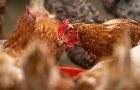 Carne de frango: preços reagem em agosto