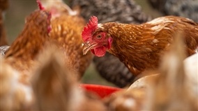 Custos dos grãos pressionam alterações no valor da carne de frango e ovos