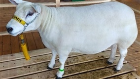 Ovinocultura regional