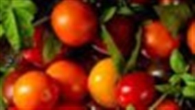 Produção de tomate-cereja avança com preços de até R$ 15