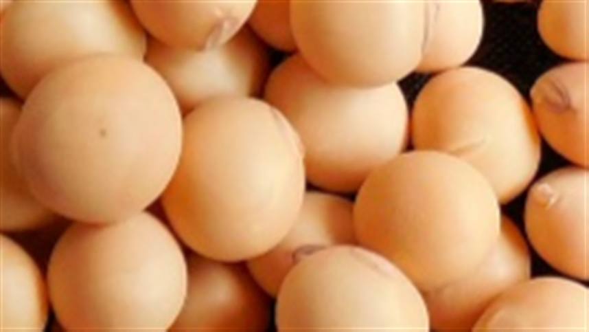 Excesso de semente pode reduzir produtividade