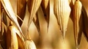 Transposição de herbicida através de palha de aveia utilizando diferentes pontas de pulverização