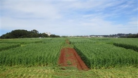 Sustentabilidade dos biocombustíveis