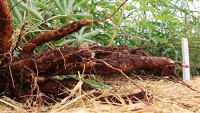 Clima seco dificulta a colheita da mandioca