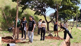 BH amplia produção de mudas nativas para arborização urbana