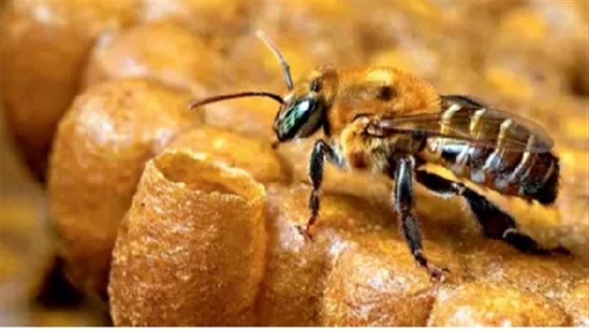 Os polinizadores são cruciais para a biodiversidade