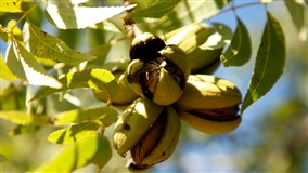 Elevação da produtividade dos pomares de pecan no RS