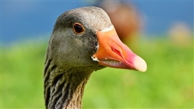Foie gras