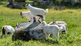 Dia de Campo sobre a convivência com seca 