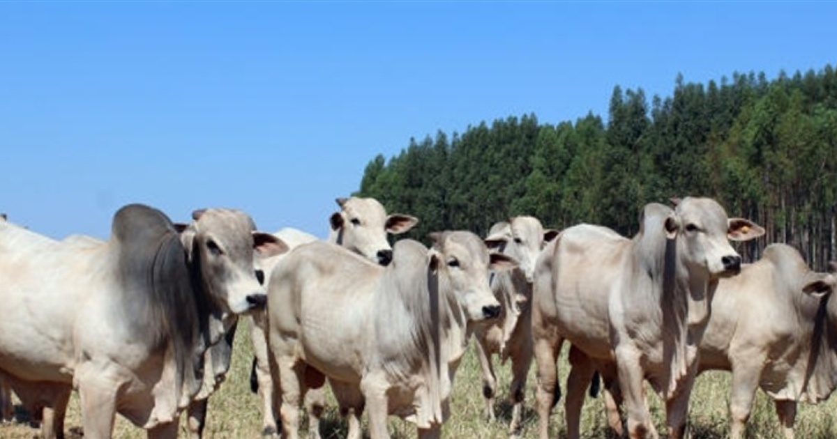 Preço do boi gordo se aproxima de recorde em Mato Grosso