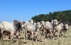 Embarques no 1º semestre têm melhor desempenho da história
