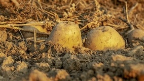 Plantadoras de batata