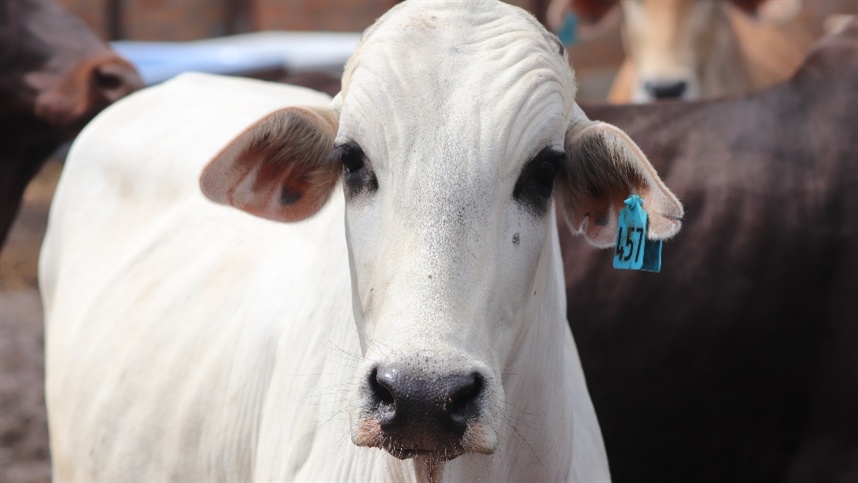 AGROLINK  O Portal do conteúdo Agropecuário. Confira: Noticias