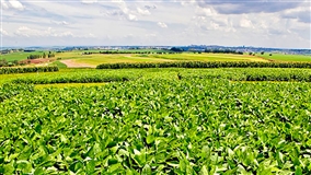 Embrapa lança soja convencional BRS 579 resistente