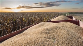 Comissão debate royalties sobre soja transgênica