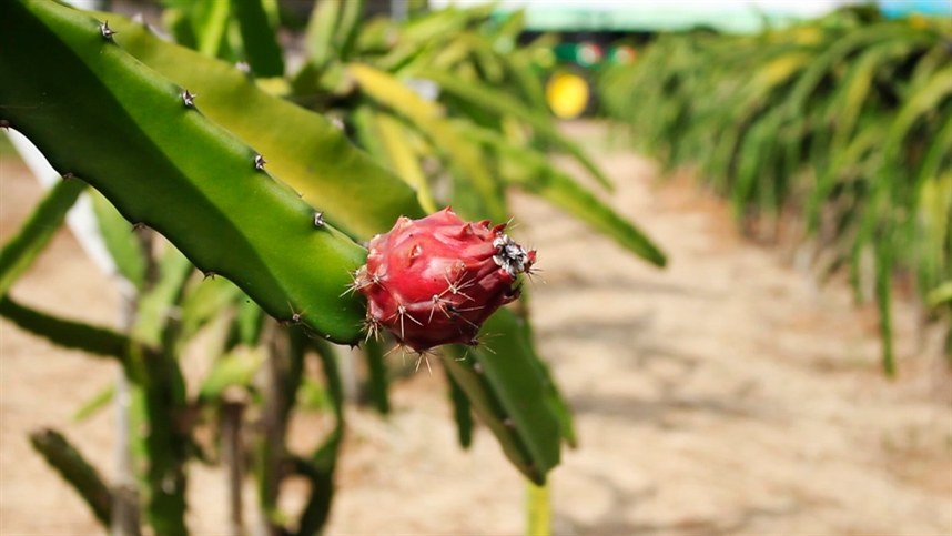 Pitaya é alternativa para agricultor familiar