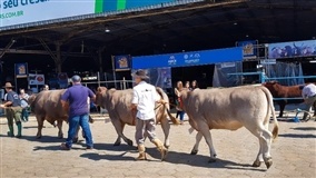 Animais começam a chegar na Expointer na segunda (24)