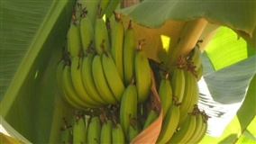 Embrapa lança cartilha sobre banana irrigada