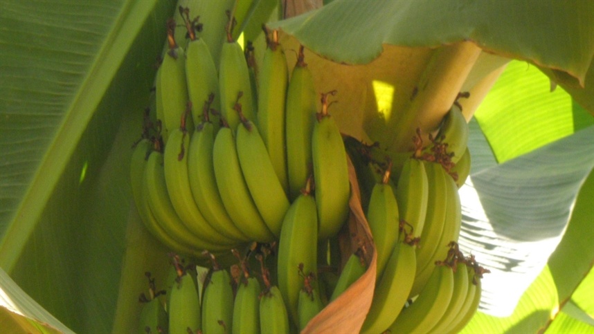 Embrapa lança cartilha sobre banana irrigada