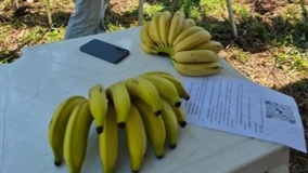 Epagri em Itajaí apresenta novo cultivar de banana
