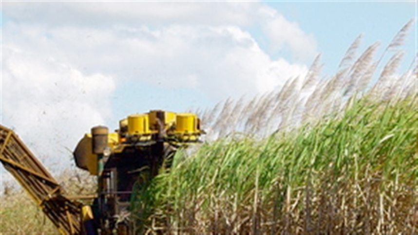 Daniela visita usina e fecha parceria para 48 vagas