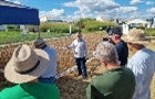 Novas cultivares Embrapa