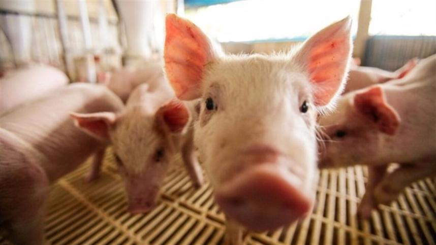 Paraná inaugura primeira termelétrica de biogás do Brasil